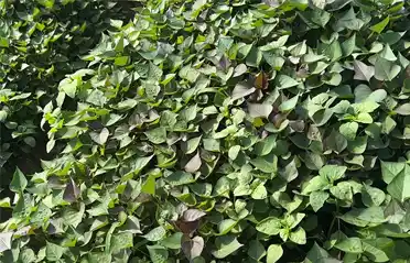 शुद्ध शकरकंद सेंवई कैसे प्राप्त करें? टोंगयू का अपना कृषि आधार